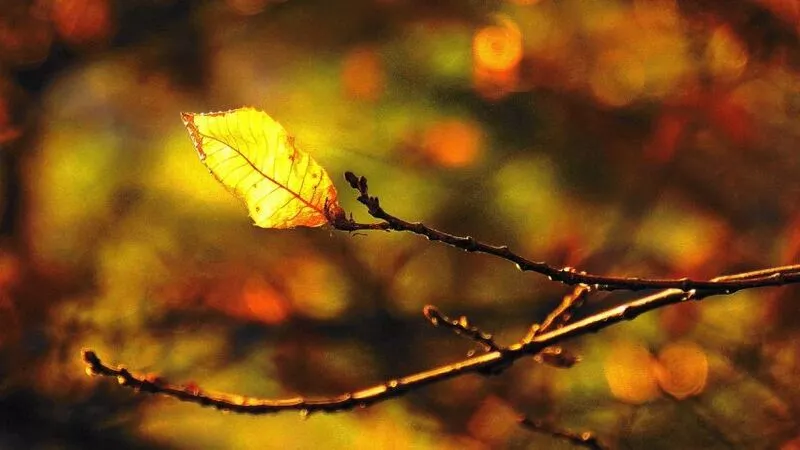 Будет солнечно. Прогноз погоды на 25 октября