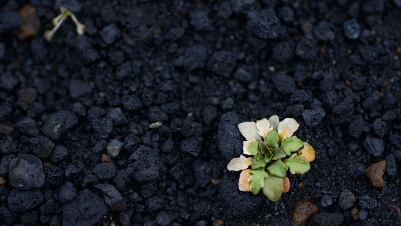 Засыпанную углем дорогу в центре Сахалина привели в порядок