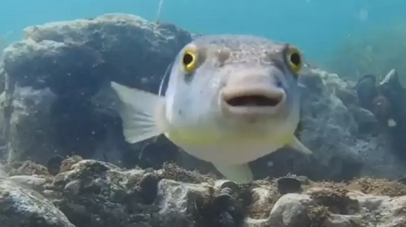Ядовитая фугу позировала на камеру сахалинскому рыбаку