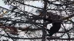 Забравшийся на дерево на Итурупе медвежонок попал на видео