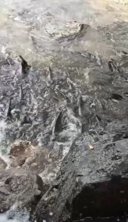 «Бери — не хочу»: река на юге Сахалина забурлила от обилия горбуши       