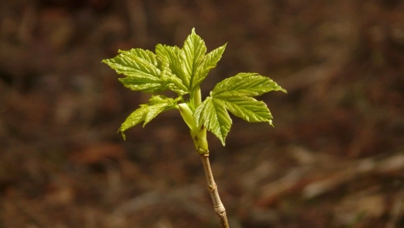 Народные приметы на 20 апреля 2024: что нельзя делать в этот день