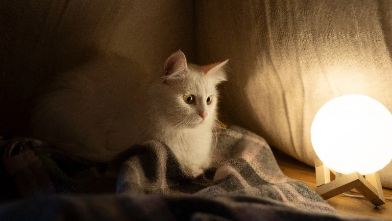 Десятки домов в Южно-Сахалинске останутся без света 14 августа