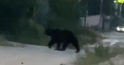 Крупный медведь пришел в село на севере Сахалина и погиб — соцсети
