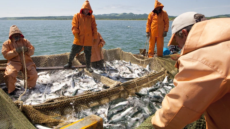 На северо-восточном Сахалине снимают ограничения на путину