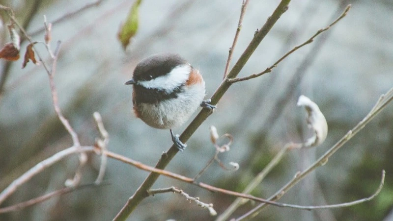 Погода в Южно-Сахалинске 2 апреля: плюсовые отметки и пасмурное небо