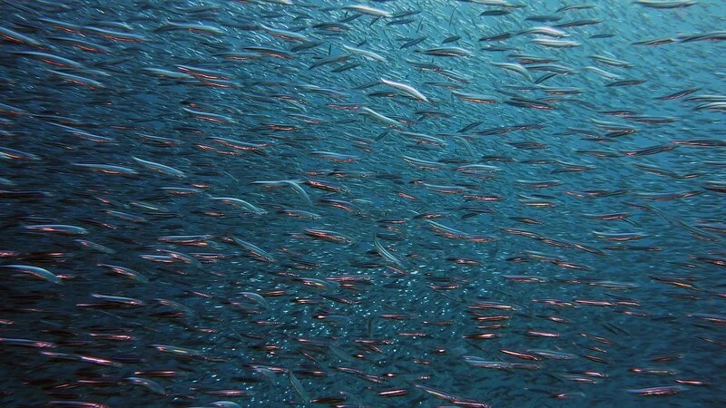 На Сахалине чиновник «замял» нелегальную рыбалку местной фирмы и помог ей избежать штрафа