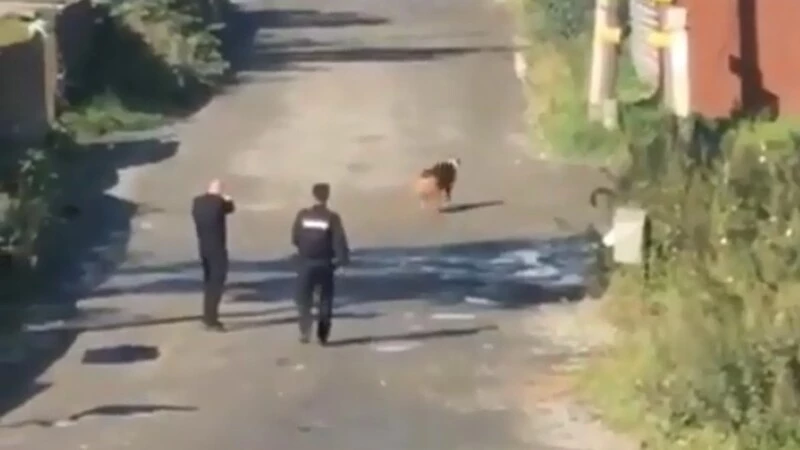 Сахалинцы проводят собственное расследование на месте убийства собаки полицейскими