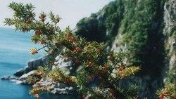 Тысячелетний тис с Кунашира выдвинули на звание «Российского дерева года»