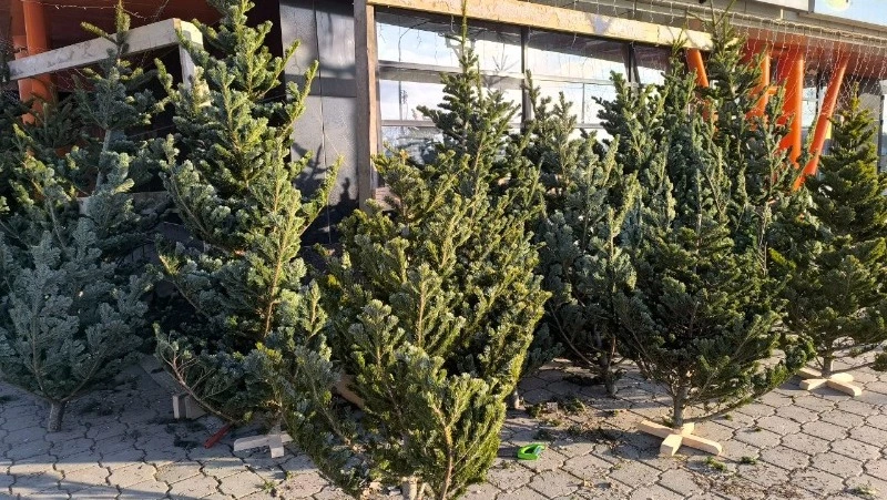 Новогодняя живая ель в Южно-Сахалинске обойдется горожанам в пределах от пяти до 15 тысяч рублей