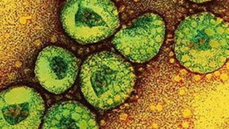 MERS под прицелом