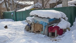 Жители Южно-Сахалинска обустроили будки для бездомных собак