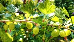 Хотите ведра ягод? Эти 5 шагов помогут собрать рекордный урожай