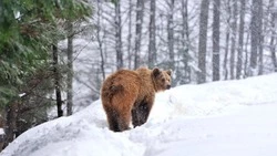 Курильское лесничество предупредило о высоких шансах встретить медведя 