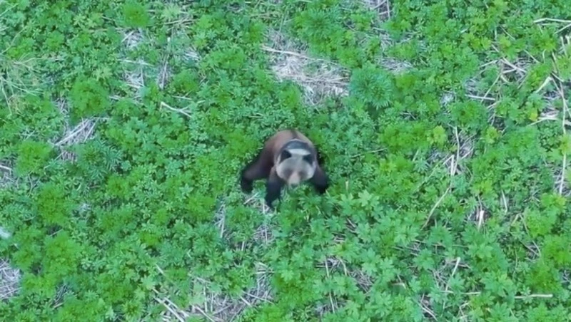 Сахалинский медведь следил за дроном и позировал ему — ВИДЕО