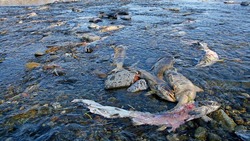 Режим пропуска лососевых установили на трех реках Сахалина до 10 сентября