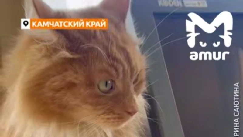 Не покладая лапок: кот работает матросом на линии Камчатка — Курилы