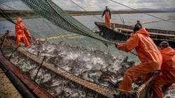 Рыбохозяйственный совет Сахалинской области подведет итоги путины-2025