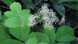 Перечень редких растений обновили в Красной книге Российской Федерации