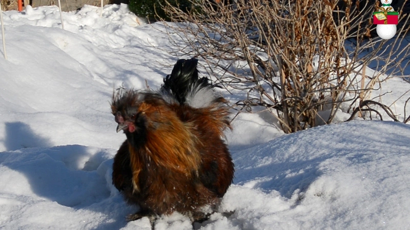 Новогодняя СТИХия: петухи-драчуны
