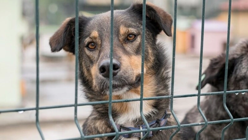 За неделю специалисты отловили десятки бездомных собак в Южно-Сахалинске 