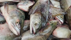 Ученые прогнозируют, что на Сахалине в предстоящем сезоне выловят не больше 62 тысяч тонн лосося