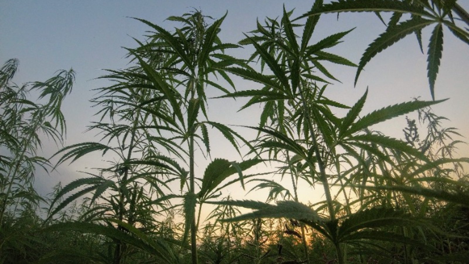 Марихуана на сахалине способ выращивания марихуаны гидропоники