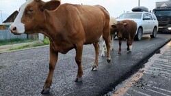 Участники автопробега «Сахалин – Москва» ехали до Красноярска наперегонки с коровами