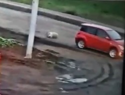 Собаку по асфальту протащил без остановки автомобиль в Углегорском районе