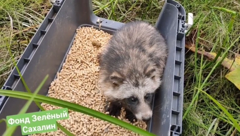 «Зеленый Сахалин» спас енотовидную собаку после ДТП