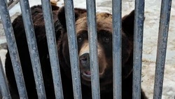 Теряют до 40% веса: на Сахалине медведи в зоопарке проснулись раньше диких