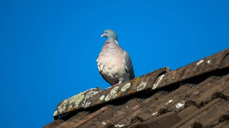 «Бегом надо исправить»: губернатор попросил муниципалитет не медлить с ремонтом крыши у сахалинки