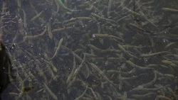 Лучшим среди регионов России по разведению рыб стал Сахалин