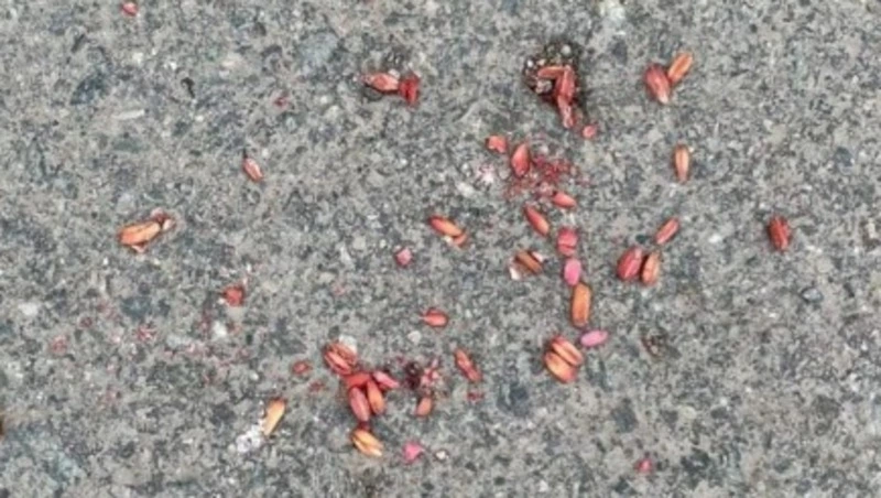 «Собачка успела съесть»: островитяне нашли крысиный яд у ТЦ в Южно-Сахалинске