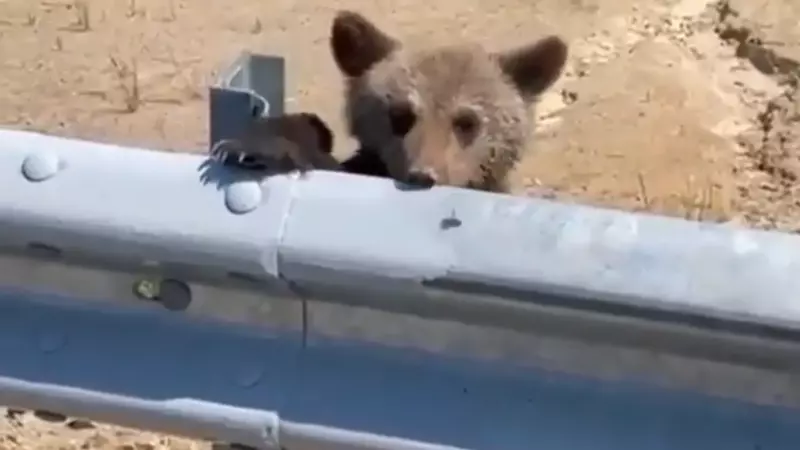 По вине людей могут погибнуть медведица с медвежонком из Охи