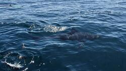 Сахалинцы во время путешествия наткнулись на крупную акулу