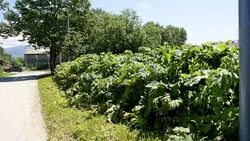 Боль знакомства с Сосновским