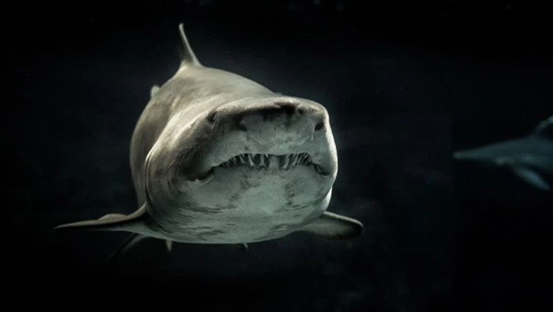 На Камчатке нашли скелет доисторического морского хищника