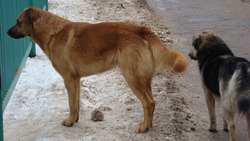 Администрация: за неделю на улицах Южно-Сахалинска отловили 60 собак