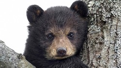 Осиротевший медвежонок вышел к людям в поисках еды в Смирных
