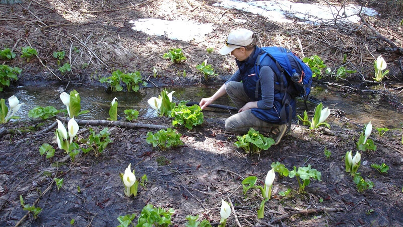На Сахалине начинается сезон калужницы