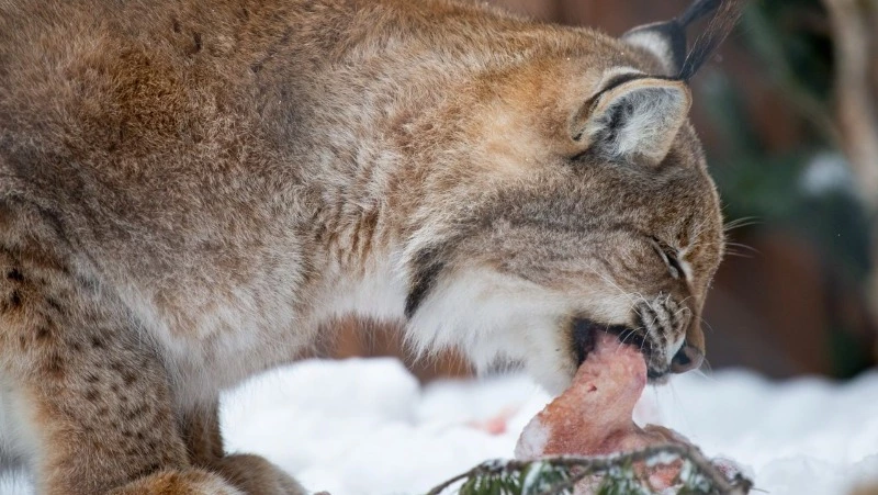 Сахалинский зоопарк приглашает горожан на праздничные кормления с 21 по 23 февраля