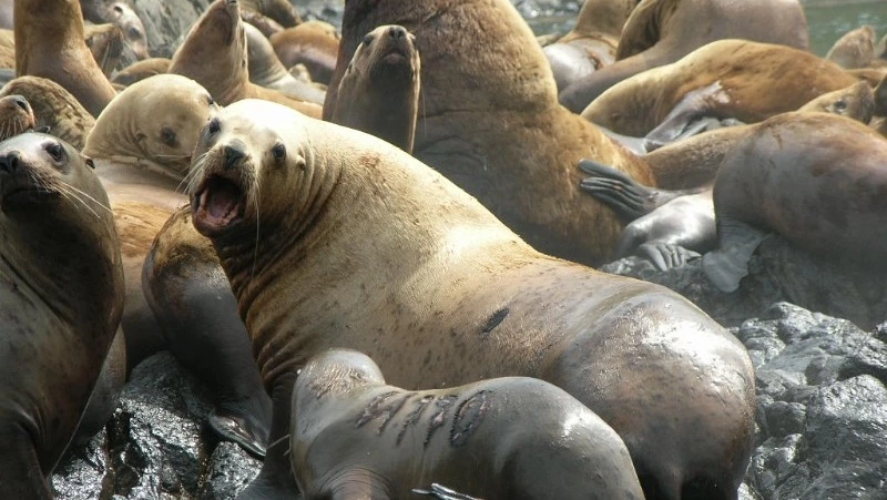 «Зеленый Сахалин»: каждый год на Сахалине от рук людей гибнут минимум трое сивучей