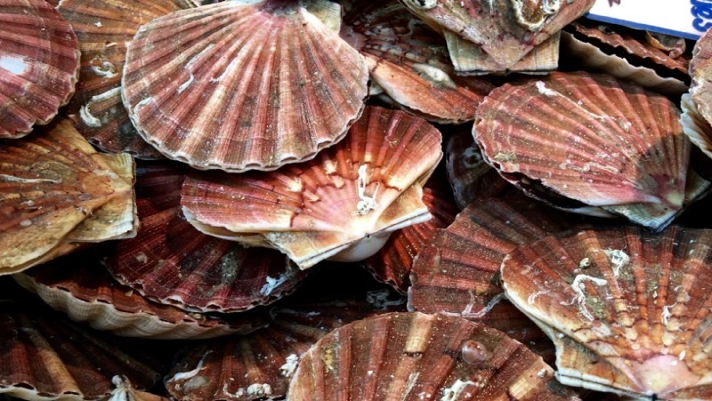 Рыбаки показали массовый нерест морского гребешка на Сахалине