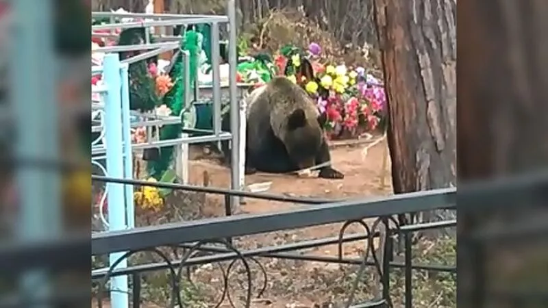 Сахалинцы присвоили себе видео с медведем, подъедающим блины на кладбище