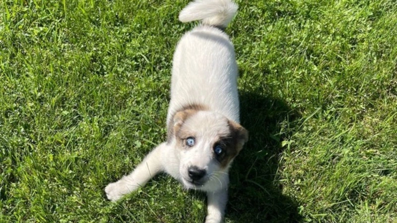 Маленьких щенков спасли из коллектора и ищут новый дом в Южно-Сахалинске