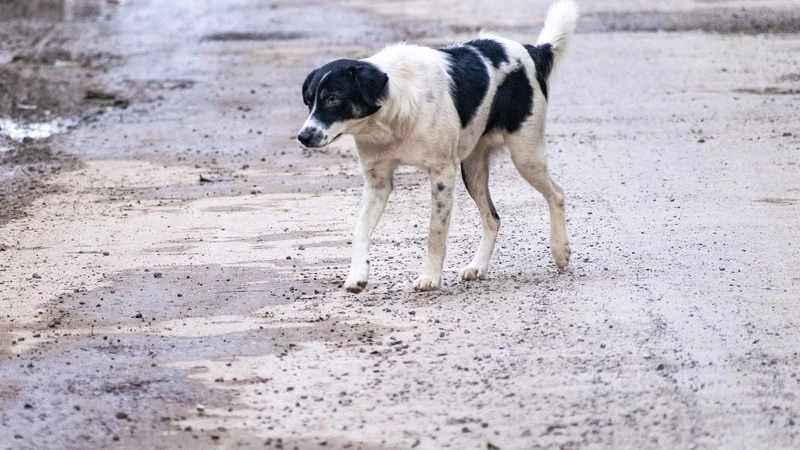 Сахалинской школьнице выплатят денежную компенсацию из-за нападения собаки