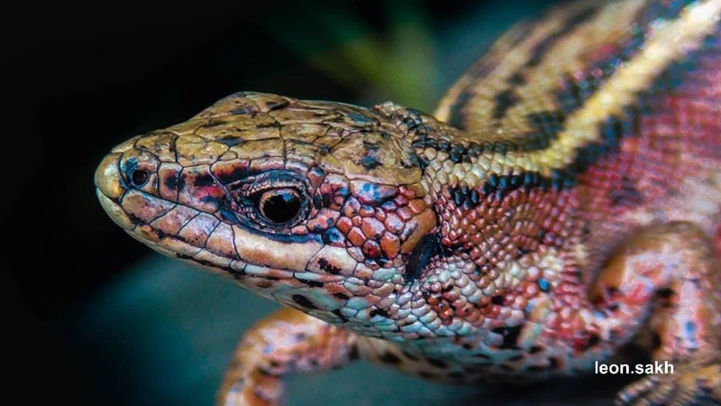 На Сахалине сфотографировали редкую мелкую ящерицу