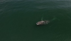 Гренландский кит застрял в рыбацких сетях к западу от Сахалина
