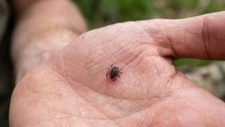 Роспотребнадзор: заразиться клещевым энцефалитом можно без укуса клеща